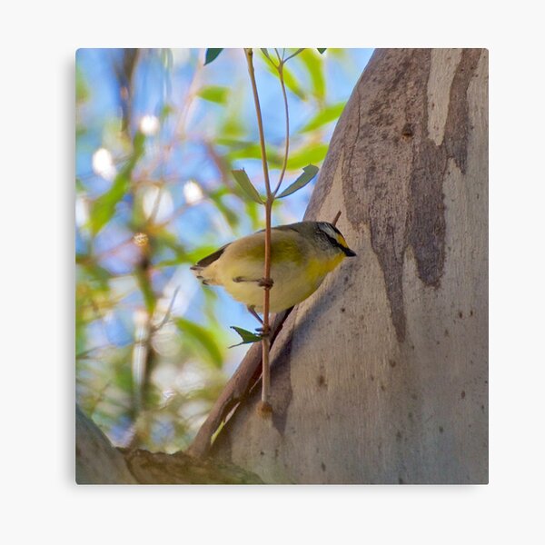 PARDALOTE ~ Striated Pardalote Bbpw6ki2 by David Irwin Canvas Print