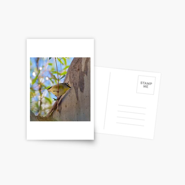 PARDALOTE ~ Striated Pardalote by David Irwin Postcard