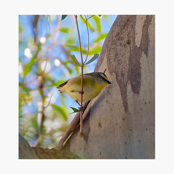 PARDALOTE ~ Striated Pardalote Bbpw6ki2 by David Irwin Photographic Print