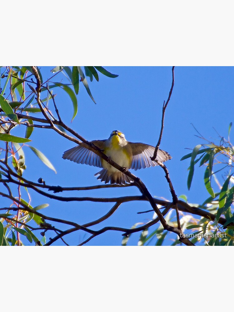 Thumbnail 2 of 2, Greeting Card, PARDALOTE ~ Striated Pardalote TDiJMThS by David Irwin designed and sold by tasmanianartist.