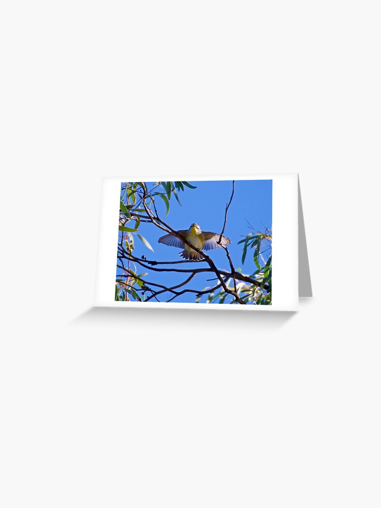 Thumbnail 1 of 2, Greeting Card, PARDALOTE ~ Striated Pardalote TDiJMThS by David Irwin designed and sold by tasmanianartist.