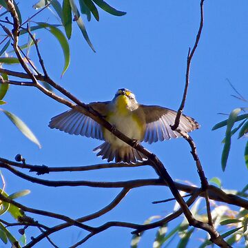 Artwork thumbnail, PARDALOTE ~ Striated Pardalote TDiJMThS by David Irwin by tasmanianartist
