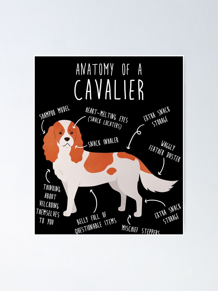 Cavalier king outlet charles items