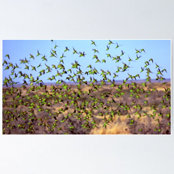 Item preview, Budgerigar flight designed and sold by helmutk.
