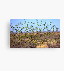 Budgerigar flight Canvas Print