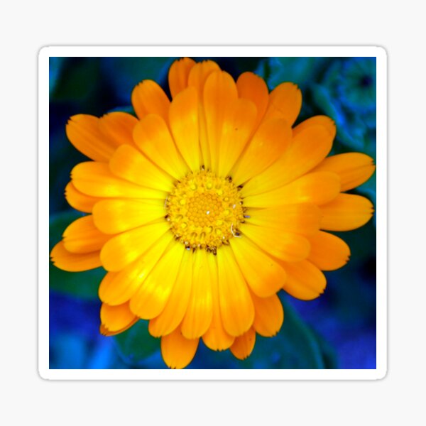 Callendula at Magpie Springs by Avril Thomas Sticker