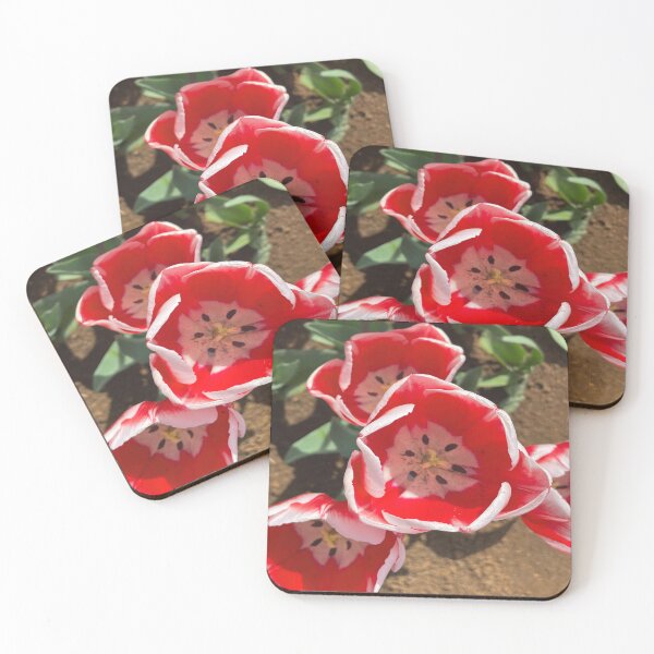 Item preview, Candy Apple Tulip at the Tulip Festival designed and sold by Jenie Yolland.