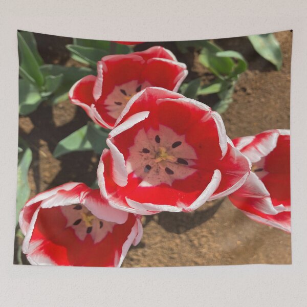 Item preview, Candy Apple Tulip at the Tulip Festival designed and sold by Jenie Yolland.