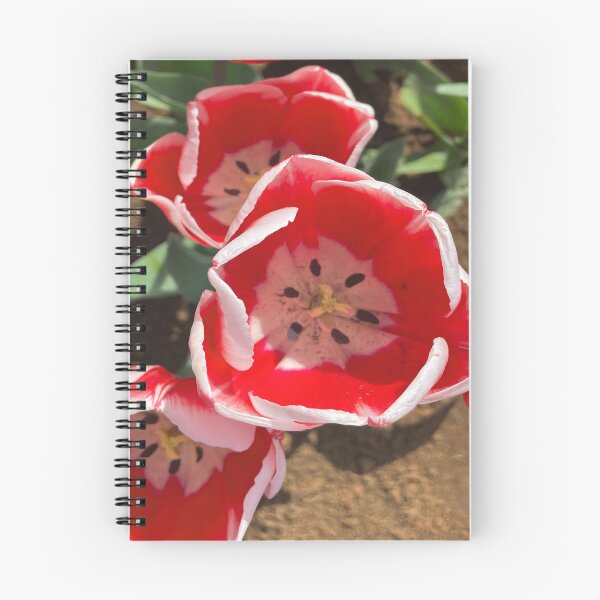 Item preview, Candy Apple Tulip at the Tulip Festival designed and sold by Jenie Yolland.