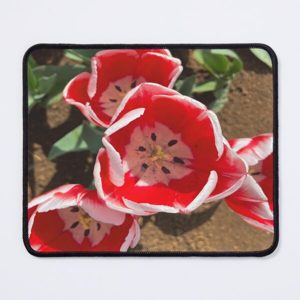 Item preview, Candy Apple Tulip at the Tulip Festival designed and sold by Jenie Yolland.