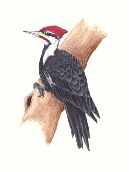 pileated woodpecker cartoon