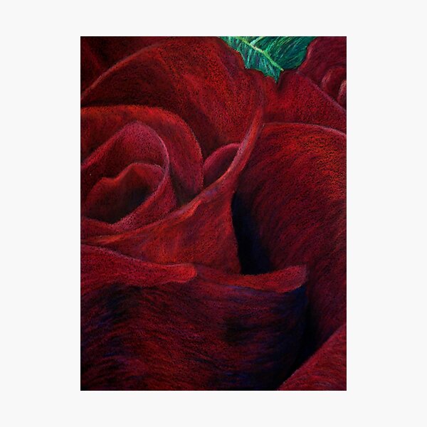 Red Rose II Photographic Print