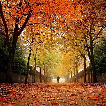 Artwork thumbnail, Autumn Canopy by Coigach