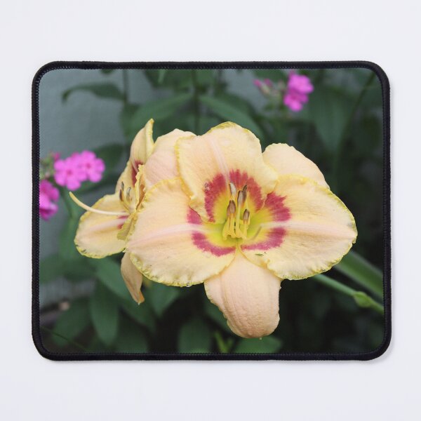 Item preview, Volunteer Daylily designed and sold by CJGrimes.