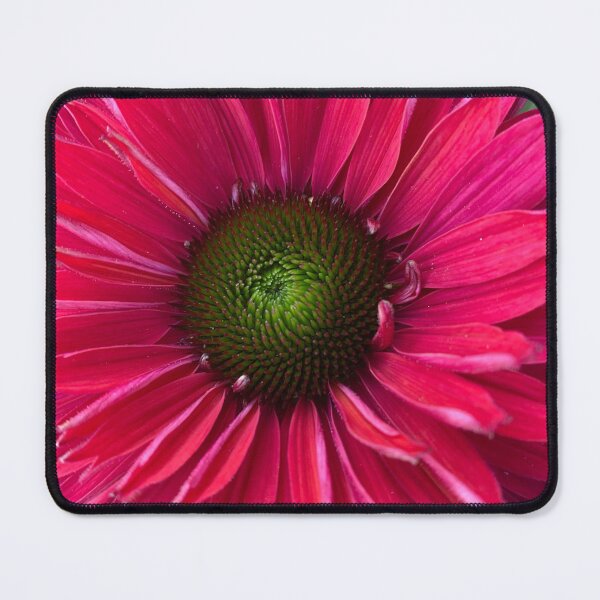Item preview, Echinacea Sunseekers Sweet Fuschia designed and sold by Debbee75.