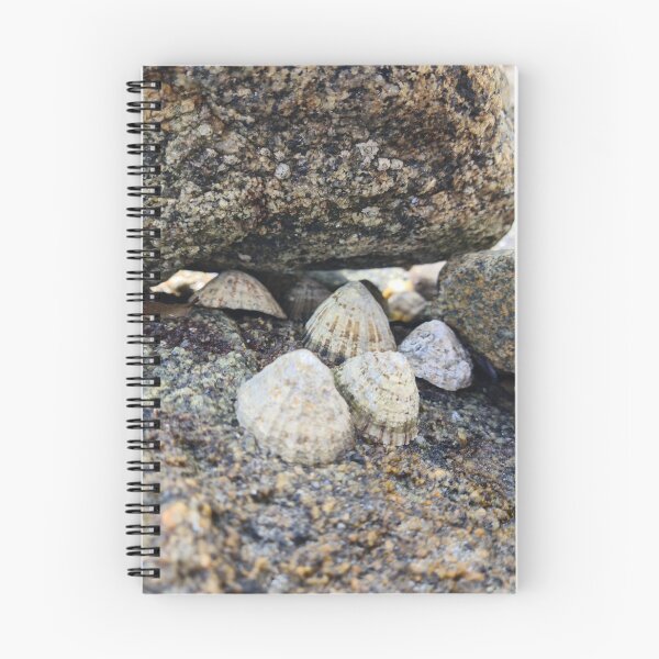 Item preview, Seashells designed and sold by NerdyDreamerArt.