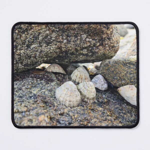Item preview, Seashells designed and sold by NerdyDreamerArt.
