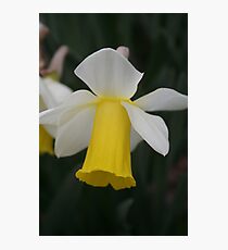 Delicate Daffodil Photographic Print