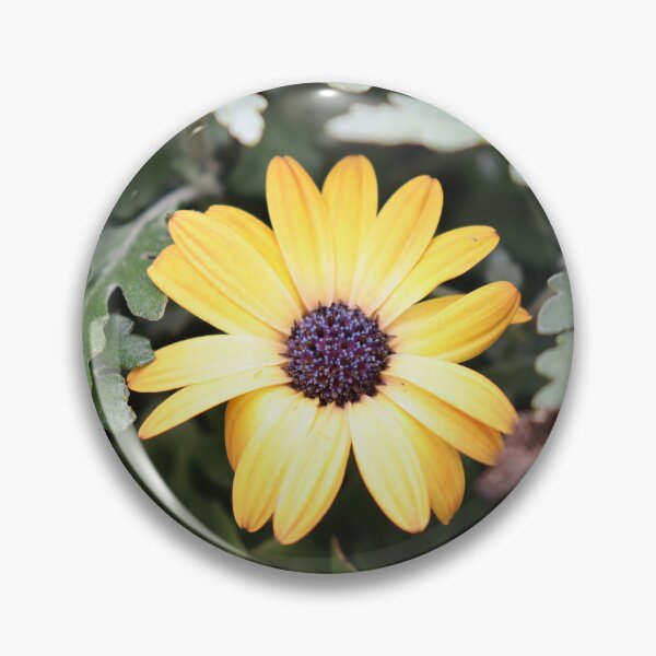 Item preview, Osteospermum designed and sold by CJGrimes.