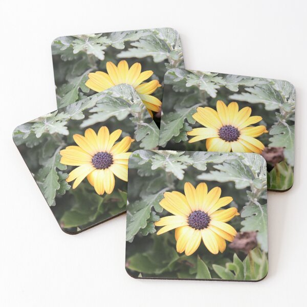 Item preview, Osteospermum designed and sold by CJGrimes.