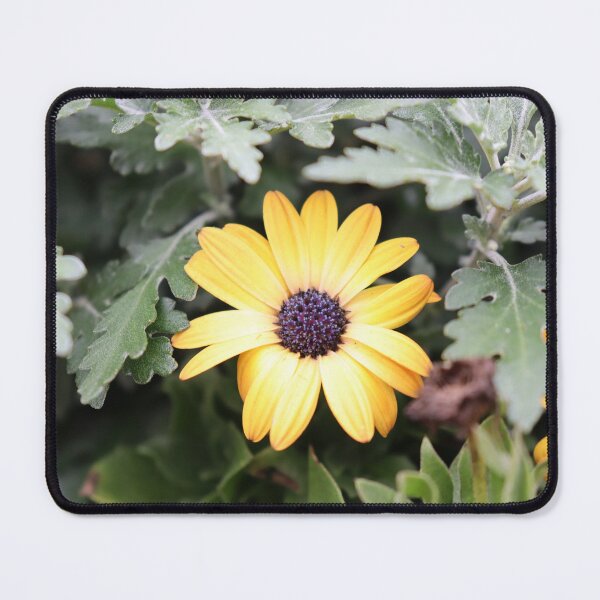 Item preview, Osteospermum designed and sold by CJGrimes.
