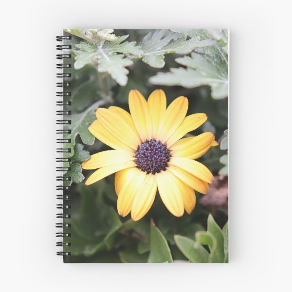 Item preview, Osteospermum designed and sold by CJGrimes.