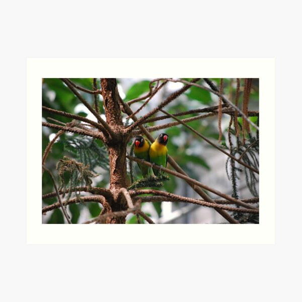 Black Masked Lovebirds Art Print