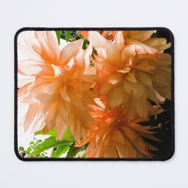 Item preview, Begonia Plant designed and sold by Gabriele Maurus.