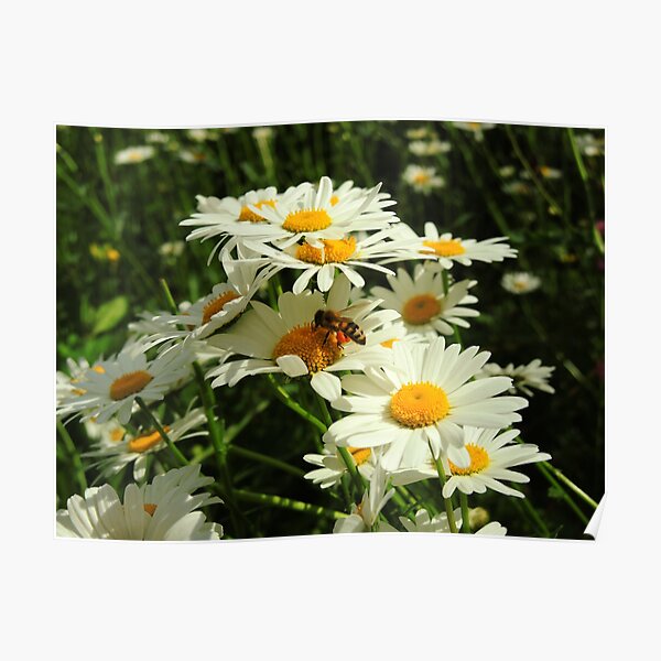 Bee Cool Poster