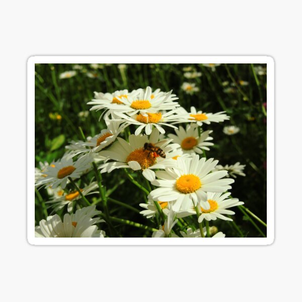 Bee Cool Sticker