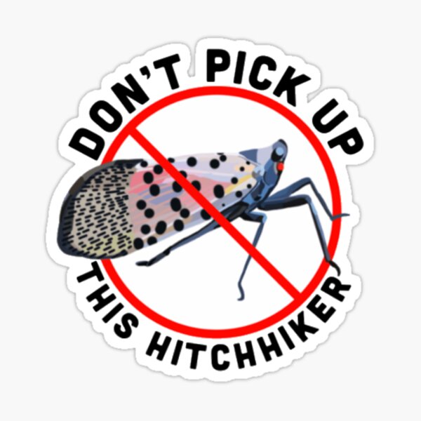 Item preview, Spotted Lanternfly designed and sold by radiantdark.