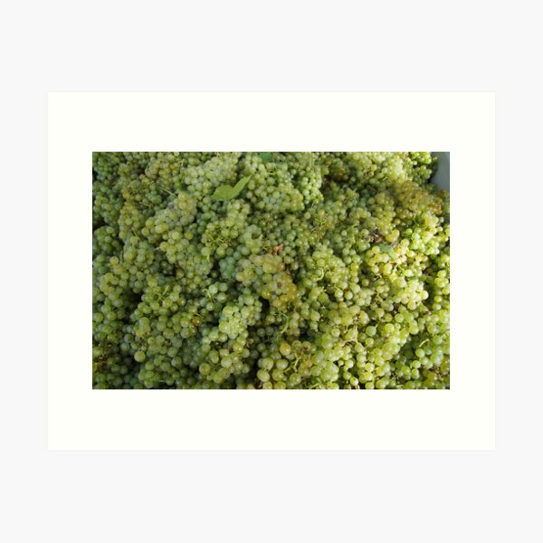 Riesling Grapes at Magpie Springs by Avril Thomas Art Print