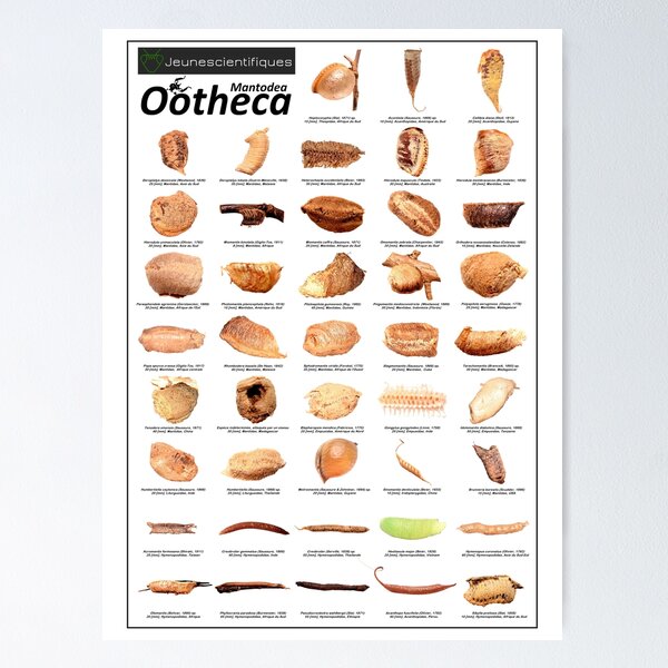 "Ootheca"  Poster
