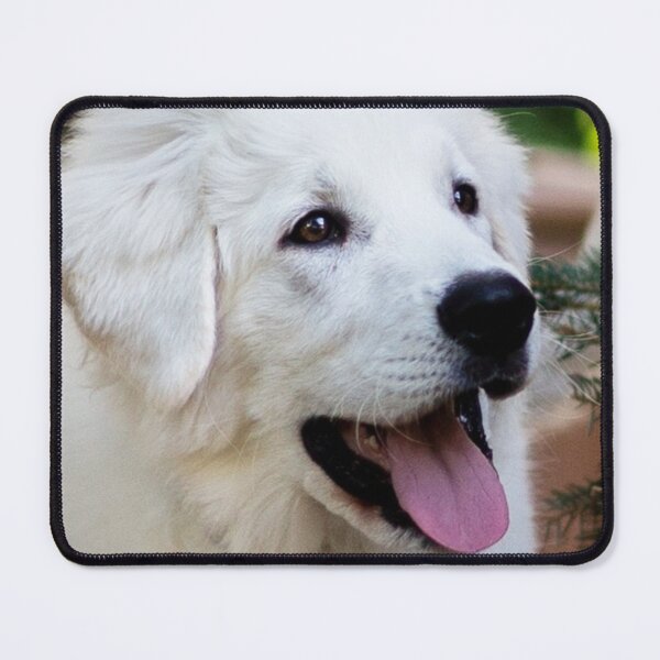 Item preview, Kuvasz Cute  designed and sold by Varunvij.