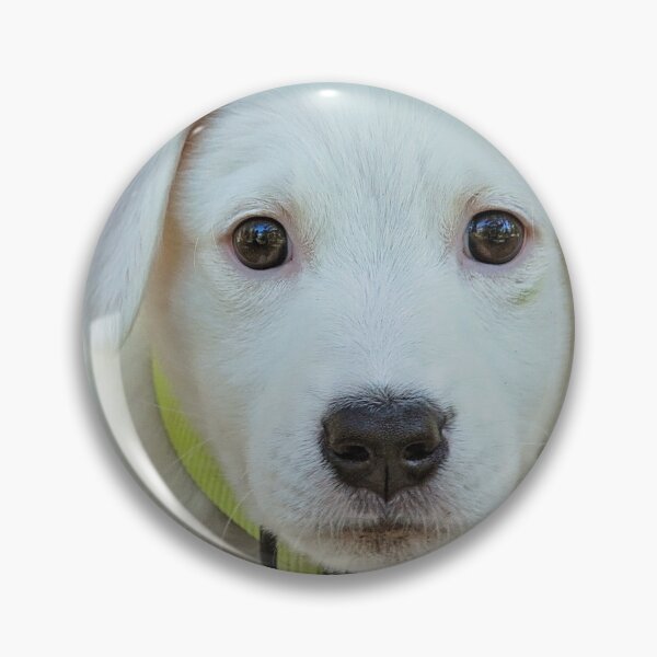 Item preview, Labrador Retriever cute face designed and sold by Varunvij.