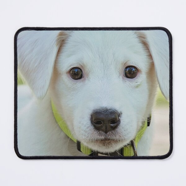 Item preview, Labrador Retriever cute face designed and sold by Varunvij.