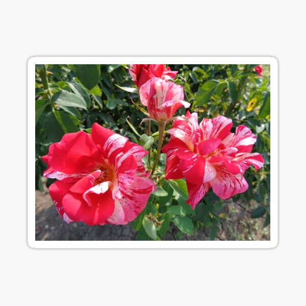 Roses Sticker