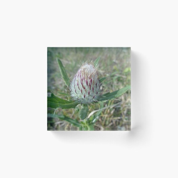 Item preview, Woolly thistle-wildflower designed and sold by Ana Belaj.