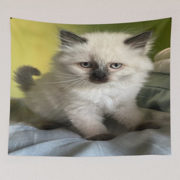 Item preview, Himalayan kitten designed and sold by SkinnyLizard.