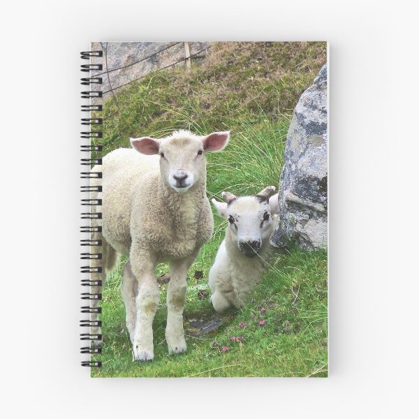 Item preview, Hebridean Lambs designed and sold by John Thurgood.