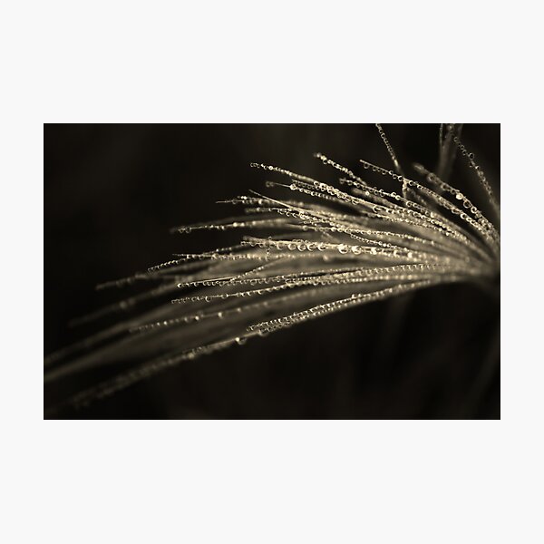 Dreamcatcher: Infinity Photographic Print