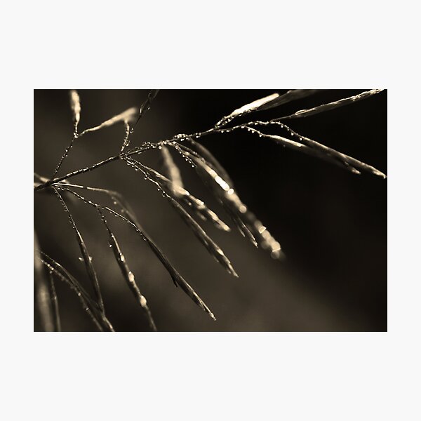 Dreamcatcher: Meteor Photographic Print