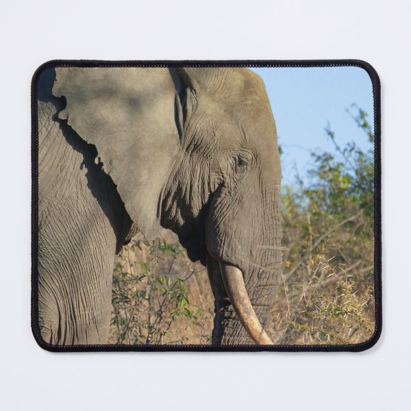 Item preview, African Elephant Profile, Golden Hour designed and sold by SafariByMarisa.
