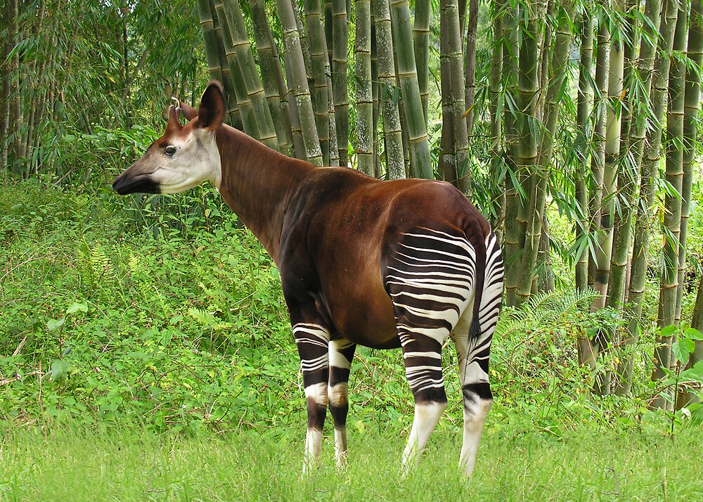 wild republic okapi