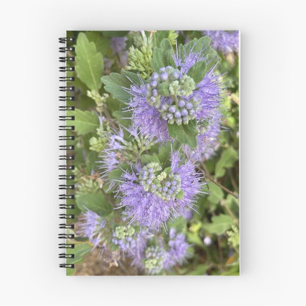Artikelvorschau, Carióptera Blumen, Cariópteris entworfen und verkauft von Ponted.