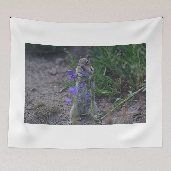 Item preview, Golden-mantled ground squirrel eating some penstemon. designed and sold by Photos By Michel.