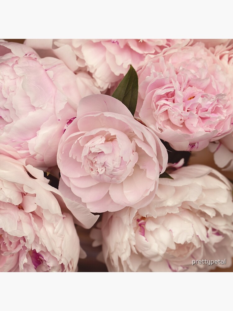 Pink Peony Flowers by prettypetal