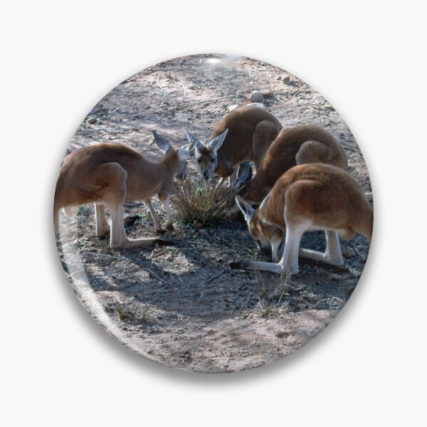 Item preview, Red Roos In The Northern Territory Of Australia. designed and sold by Ralph de Zilva.