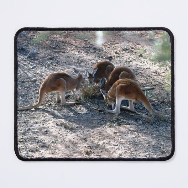 Item preview, Red Roos In The Northern Territory Of Australia. designed and sold by Ralph de Zilva.