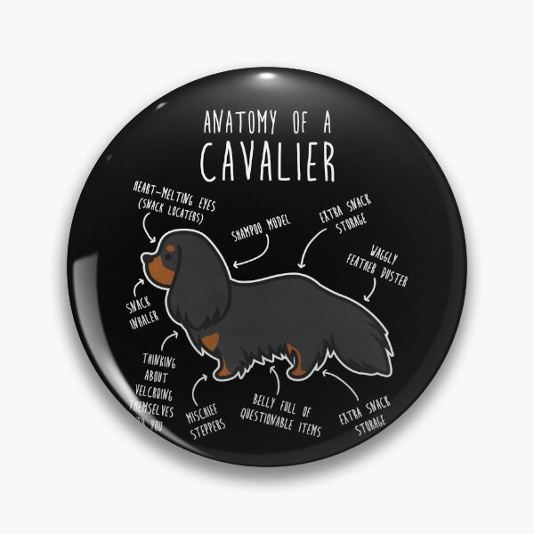 Artikelvorschau, Cavalier King Charles Spaniel Dog Black and Tan Anatomie entworfen und verkauft von Clara Hollins.